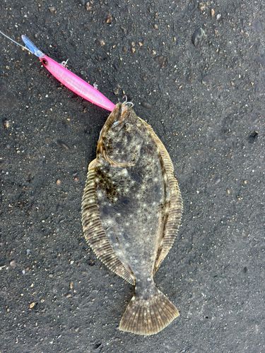 ヒラメの釣果