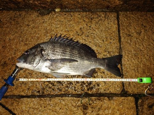 クロダイの釣果