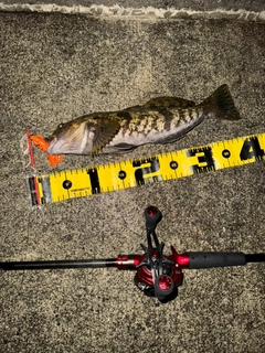 アイナメの釣果