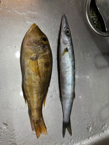 イトフエフキの釣果