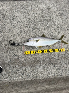 ヒラマサの釣果