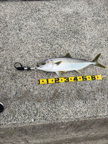 ヒラマサの釣果