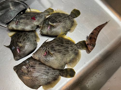 カワハギの釣果