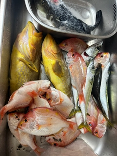 アオハタの釣果