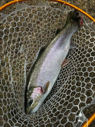 ニジマスの釣果