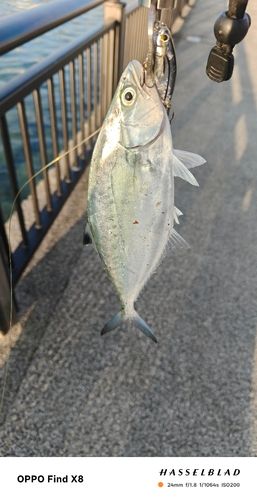 イケカツオの釣果