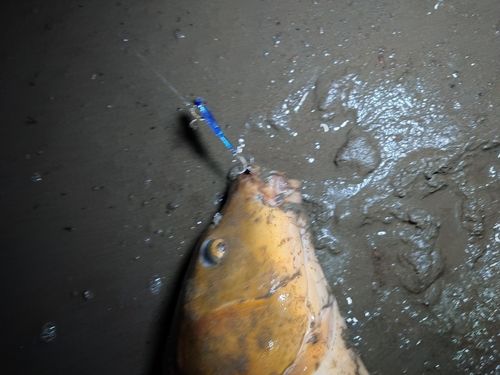 コイの釣果
