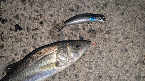 セイゴ（マルスズキ）の釣果