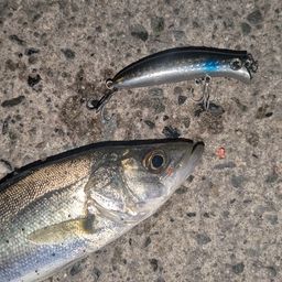 セイゴ（マルスズキ）