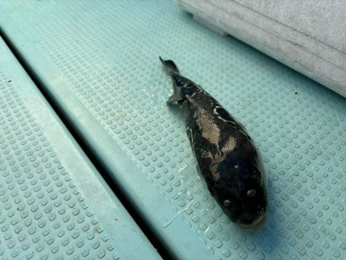 トラフグの釣果