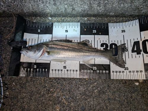 セイゴ（マルスズキ）の釣果