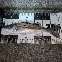 セイゴ（マルスズキ）