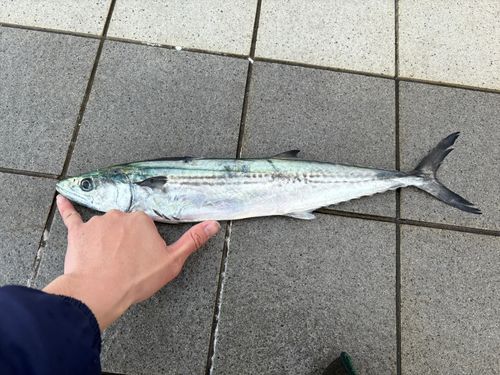 サゴシの釣果