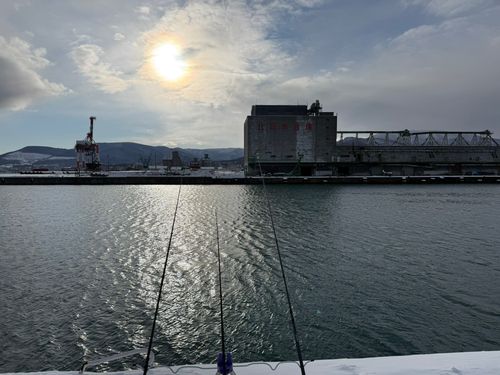 アオソイの釣果