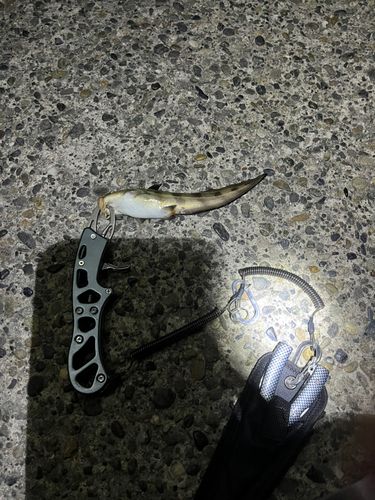 ゴンズイの釣果