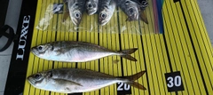 マアジの釣果