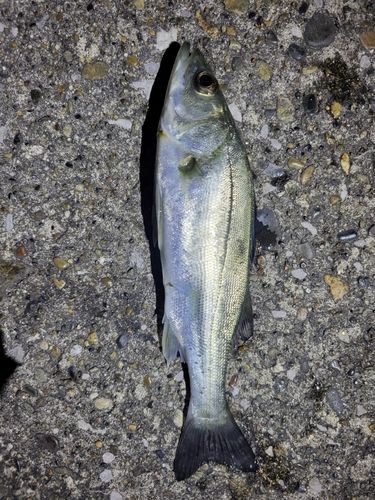 セイゴ（マルスズキ）の釣果