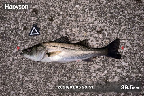 シーバスの釣果