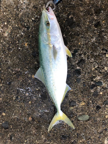 ハマチの釣果