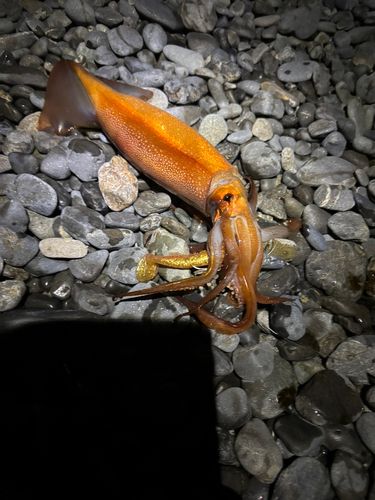 スルメイカの釣果