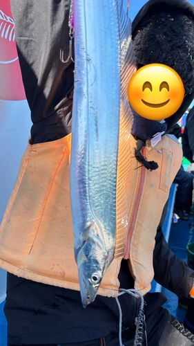 タチウオの釣果