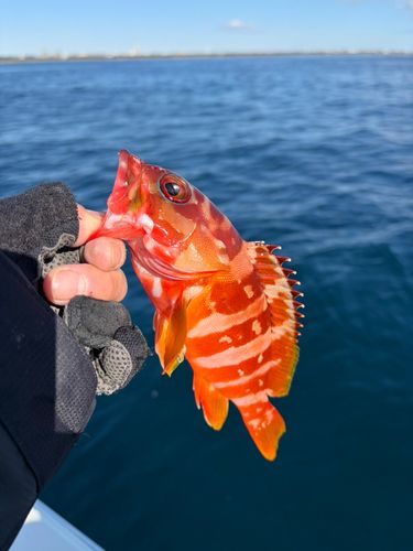 アカハタの釣果