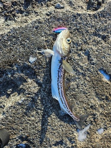 スケトウダラの釣果