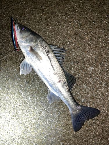 フッコ（マルスズキ）の釣果