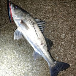 フッコ（マルスズキ）