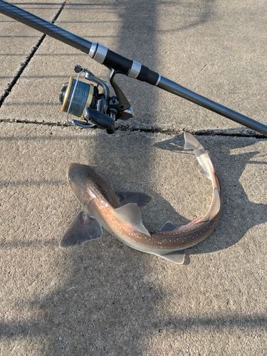 東京湾（アクアライン〜富津）