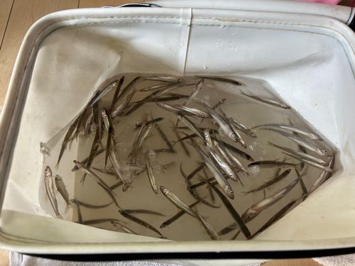 ワカサギの釣果