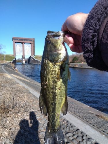 ラージマウスバスの釣果