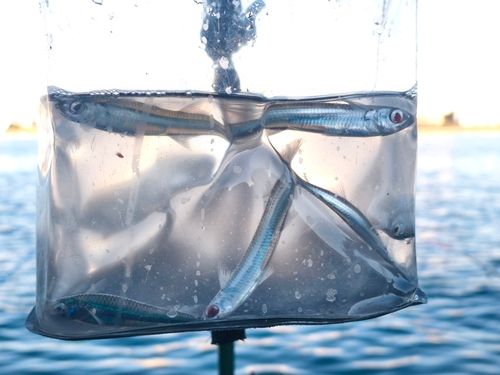 トウゴロウイワシの釣果