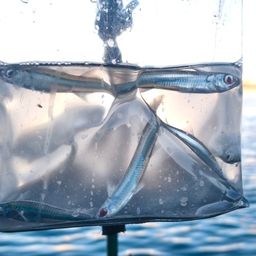 トウゴロウイワシ