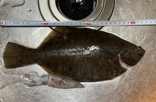 カレイの釣果