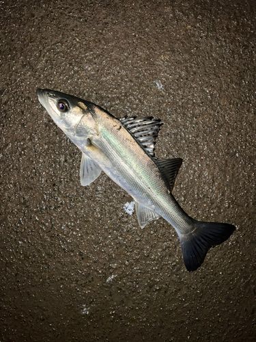 フッコ（マルスズキ）の釣果
