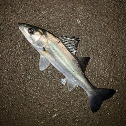 フッコ（マルスズキ）