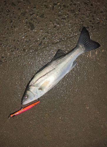 フッコ（マルスズキ）の釣果