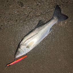 フッコ（マルスズキ）