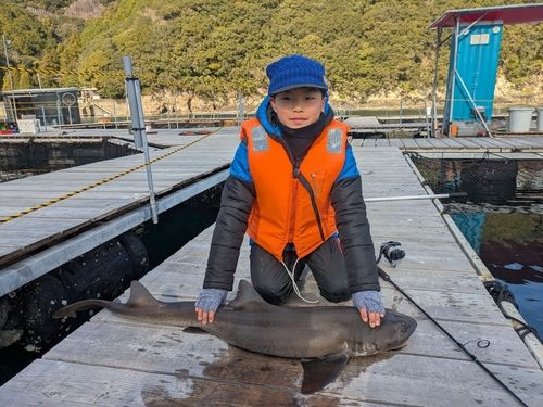 ドチザメの釣果