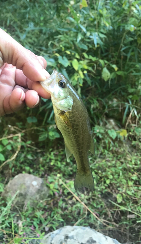 ラージマウスバスの釣果