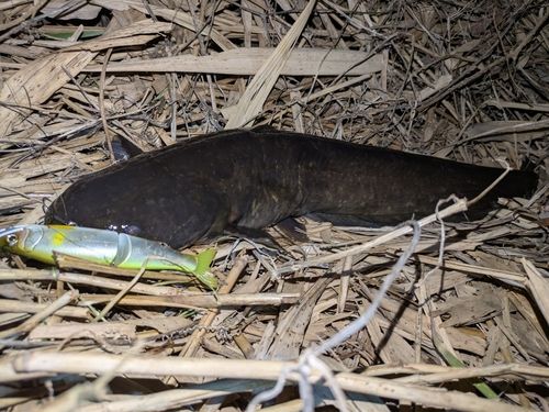 ナマズの釣果