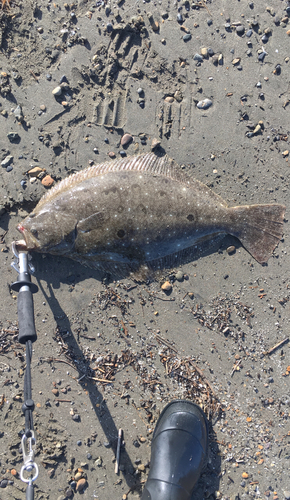 ヒラメの釣果