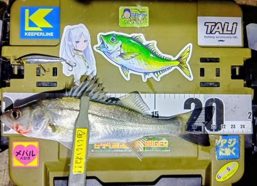 シーバスの釣果