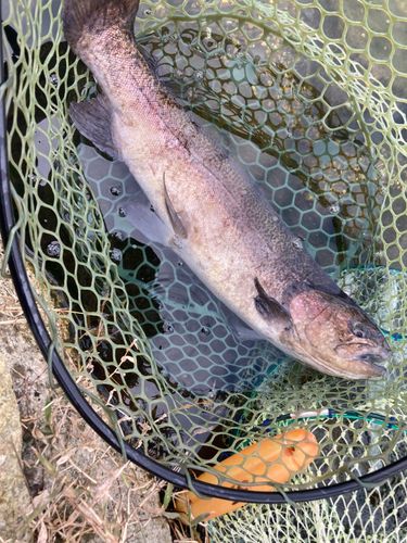 ロックトラウトの釣果