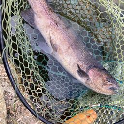 ロックトラウト