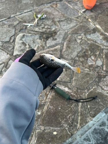 ゴマフグの釣果