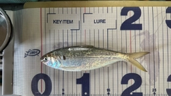 コノシロの釣果