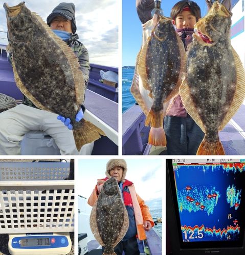 ヒラメの釣果