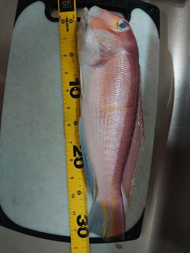 アカアマダイの釣果